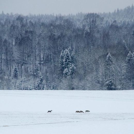 Deer in Winter Field