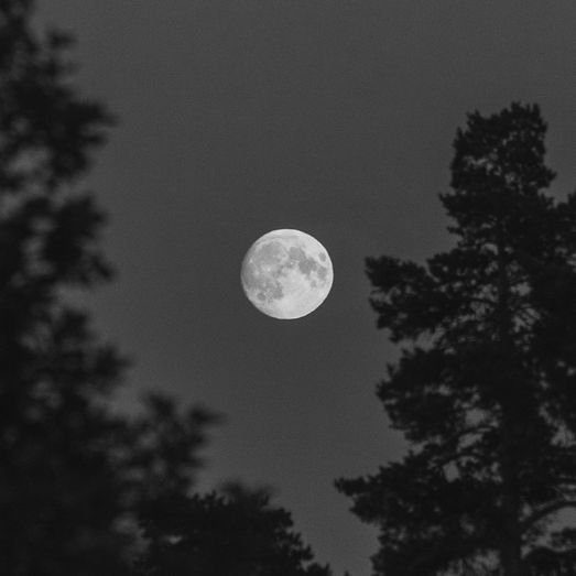 Moon In Trees