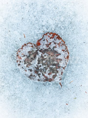 Photo of a heart-shaped leaf encapsulated in blue ice.