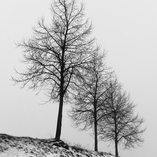 A Trio of Trees